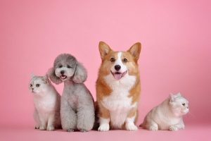 pink background with 2 dogs and 2 cats